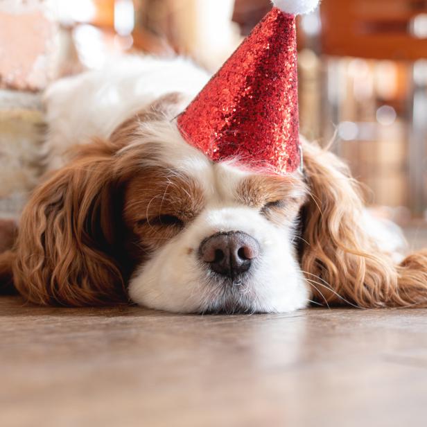 Ein kleiner Hund mit rotem Partyhütchen schläft friedlich.