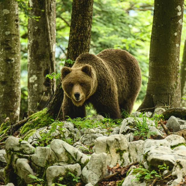 Braunbär im Wald in Slowenien