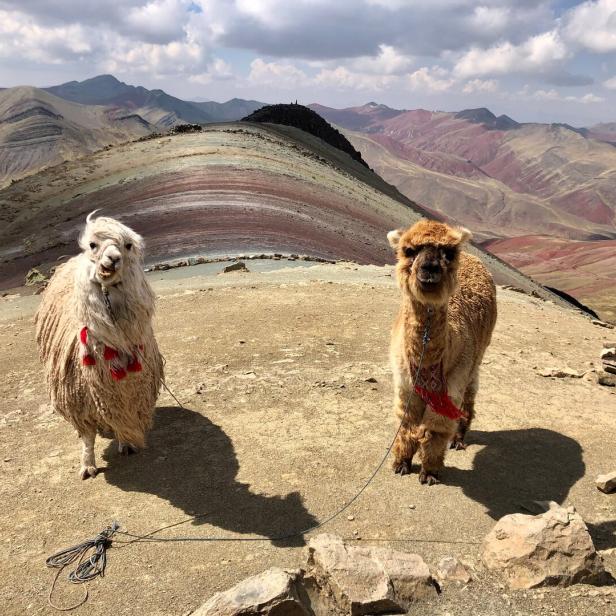 Ein Lama (links) und ein Alpaka (rechts), erkennbar an Nase und Ohren, warten am Rainbow Mountain Palccoyo.