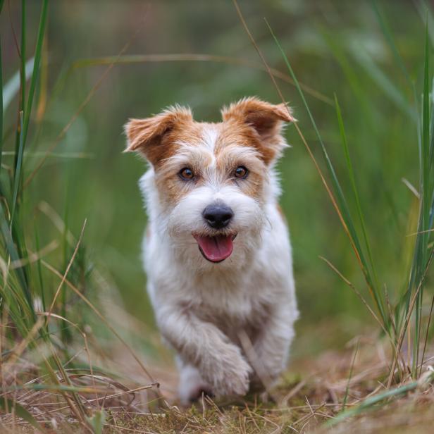 Ein Jack Russell Terrier läuft mit herausgestreckter Zunge durch hohe Gräser.
