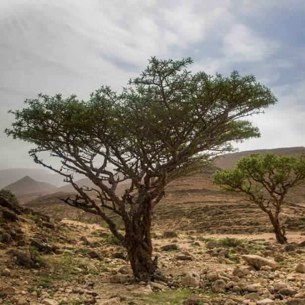 Der Weihrauchbaum gedeiht nur in ganz wenigen Regionen. Die Herkunft bestimmt Wirkung und Duftaroma