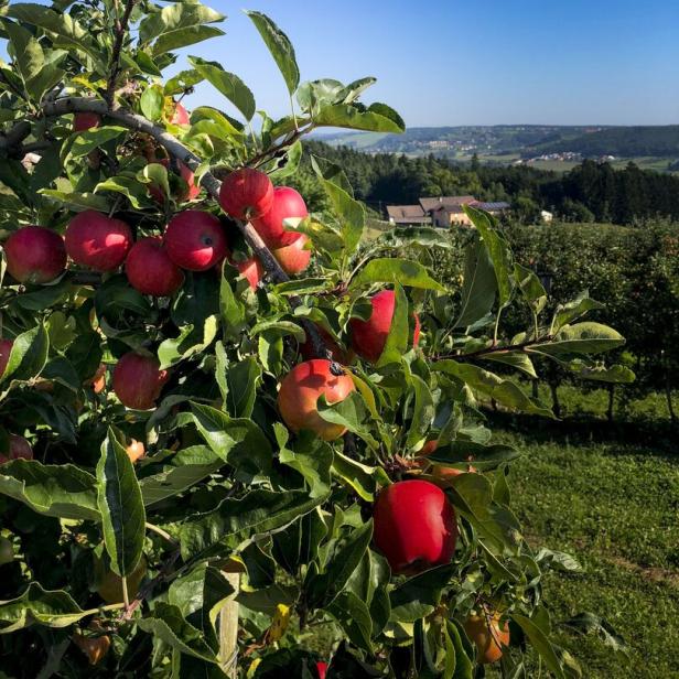 Steirische Äpfel