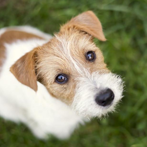 Hund schaut skeptisch in die Kamera