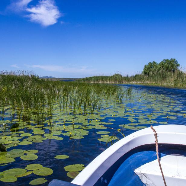 Fast drei Viertel der Deltavegetation besteht aus Schilf, Rohrkolben und Binsengewächsen