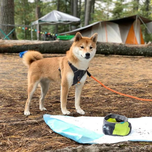 Hund auf Campingplatz