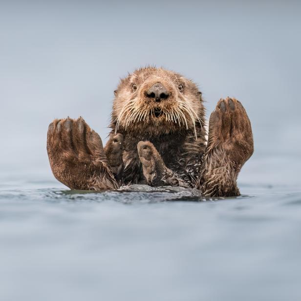 Wildlife Comedy Awards 2024: Charles Janson "Otter Guru"