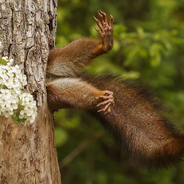 Wildlife Comedy Awards 2024: Milko Marchetti "Stuck Squirrel"