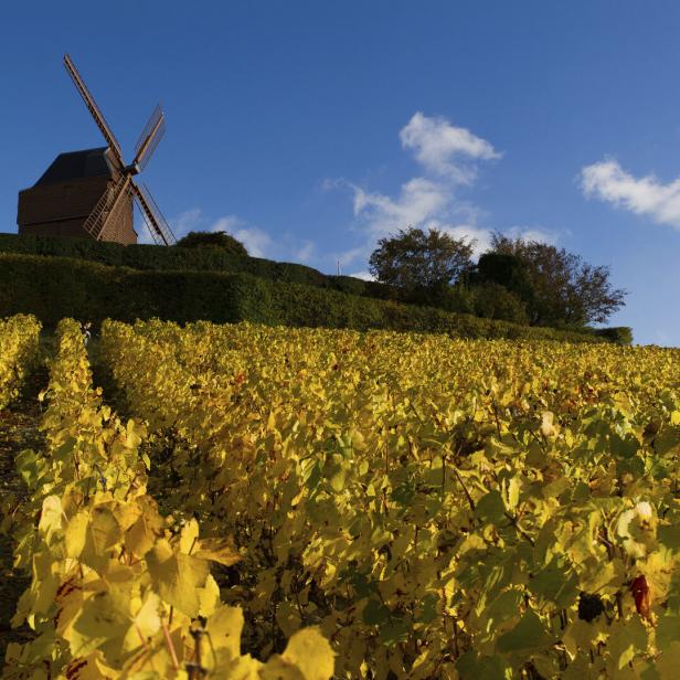 Eine Mühle auf einem Hügel. Rundherum sind Weinreben, die vom Herbst gelb verfärbt sind.