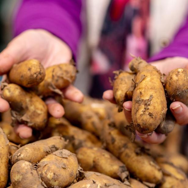 Kartoffeln gibt es in verschiedenen Typen, die sich nach Stärkegehalt unterscheiden