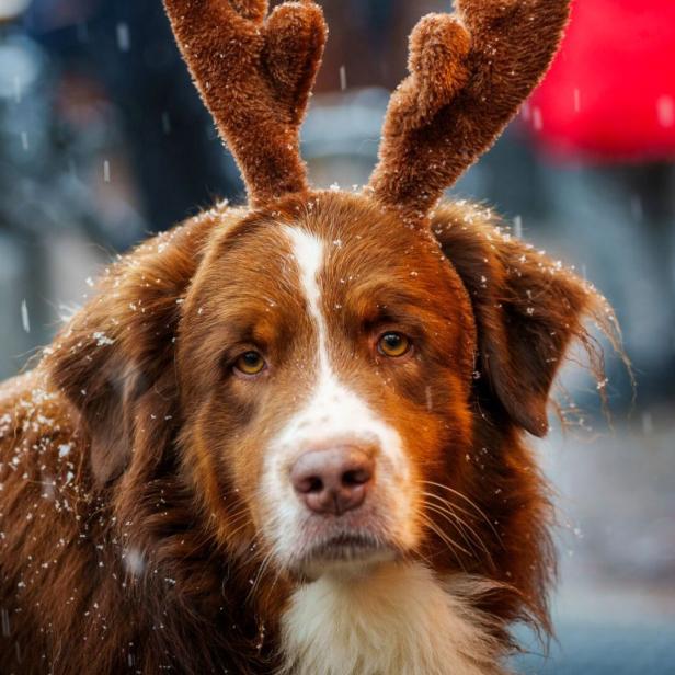 Für Hunde können Weihnachtsmärkte mit Menschenmengen und Lärm puren Stress bedeuten