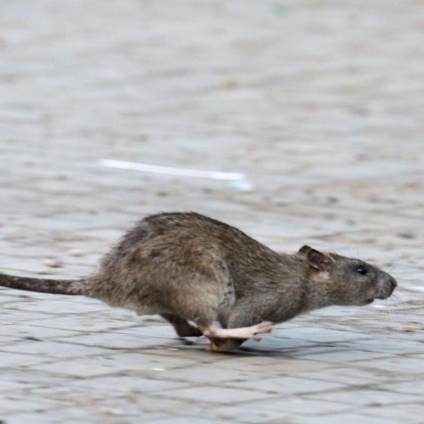 Eigentümer können einiges tun, damit Ratten sich auf dem Grundstück nicht wohlfühlen