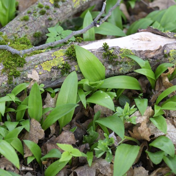 Bärlauchpflanzen wachsen im Wald.