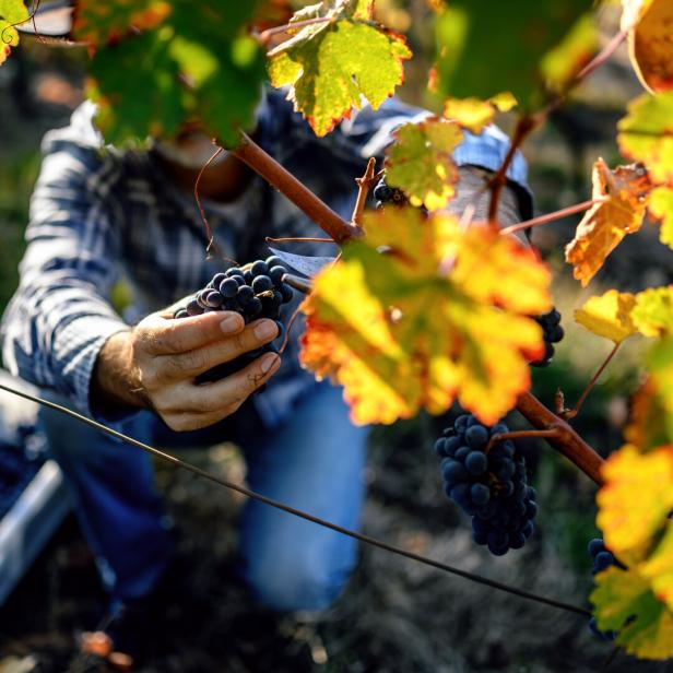 Winemaker harvesting grapes