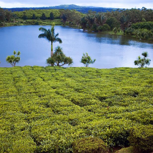 Tea plantation (Bois Cheri) in the foothills. Mauritius