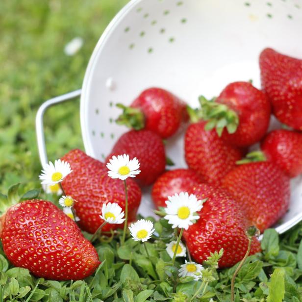 Frisch geerntete Erdbeeren