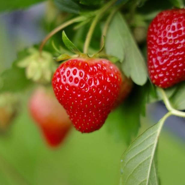 Strawberry fruits in growth at farm field