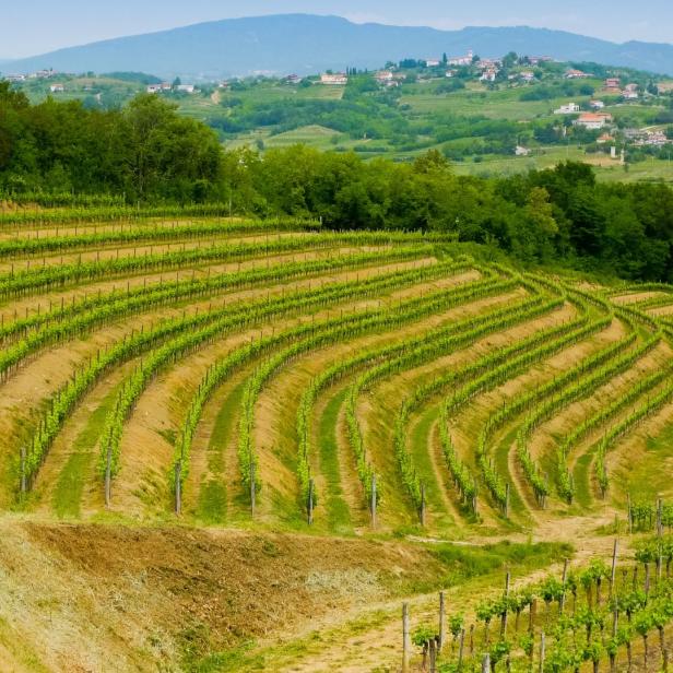 Collio Weinberge