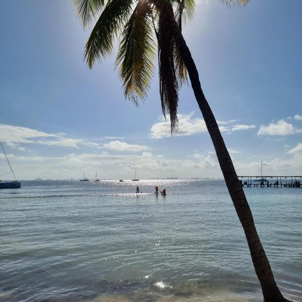 Isla Mujeres Blick auf das Meer mit Palme