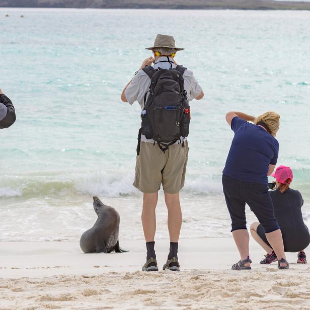 Tourists taking photos of a sea lion. Tourists taking photos of a sea lion.