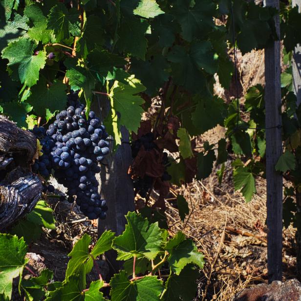 Close-up of a bunch of grapes in a vineyard in the mountains of Galicia.