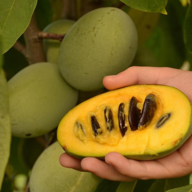 eine Pawpaw Frucht wird in einer Hand gehalten