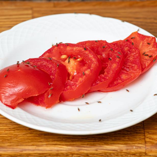Fruchtfliegen machen sich über überreife Früchte - hier etwa Tomatenscheiben - besonders gerne her. 