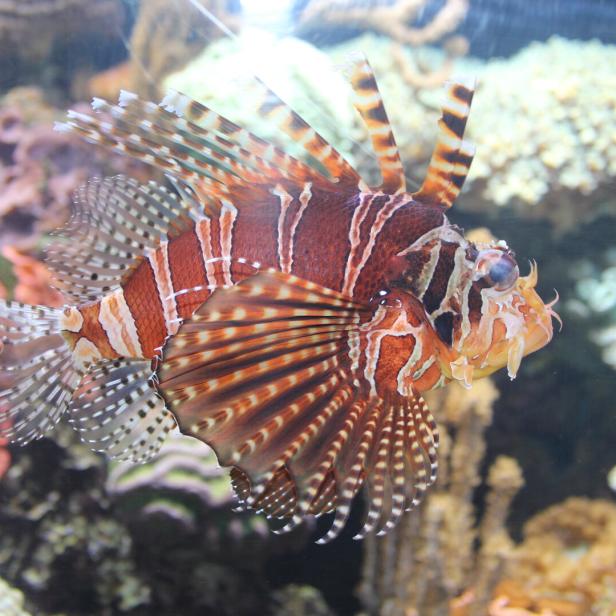 Rotfeuerfisch Rotfeuerfisch