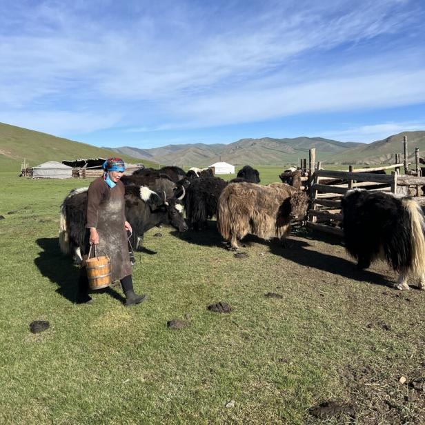 Mongolische Nomadin geht über eine Wiese neben ihren Yaks mit einem Kübel Wasser