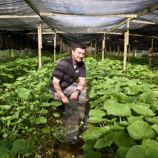 Lee McKendrick at the Wasabi Farm