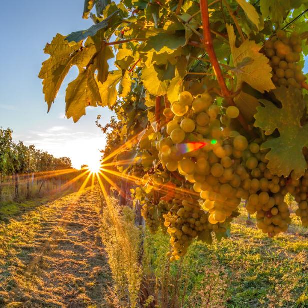 Golden sunset over vineyards in Wachau valley(Unesco world heritage site) Lower Austria, Austria Golden sunset over vineyards in Wachau valley(Unesco world heritage site) Lower Austria, Austria