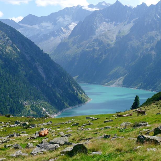 Bergsee in einem Tal mit steilen, bewaldeten Hängen und schneebedeckten Gipfeln, im Vordergrund grasbewachsene Wiese mit verstreuten Steinen und grasenden Kühen.