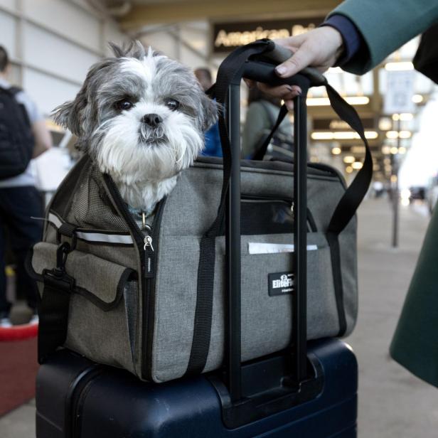 Ein kleiner Hund sitzt in einer Transporttasche, die auf einem Rollkoffer steht.