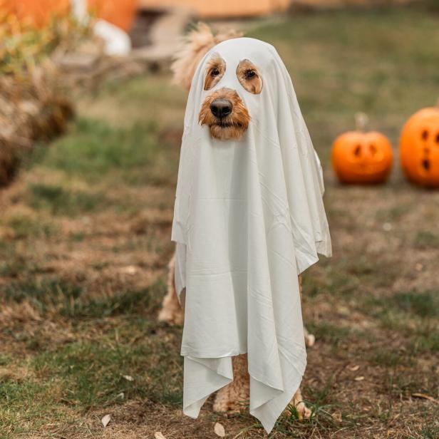 Ein Hund ist als Geist verkleidet, mit Kürbissen im Hintergrund.