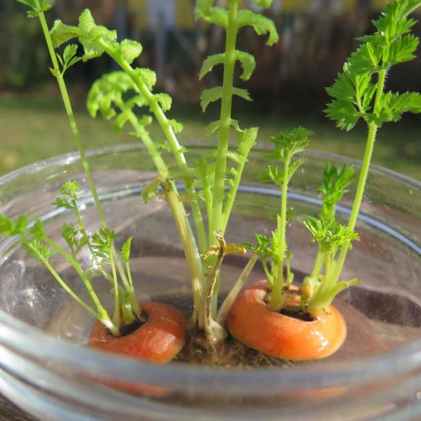 Mehrere grüne Karottengrün-Triebe wachsen aus zwei in Wasser eingelegten Karottenstücken in einer Glasschale.