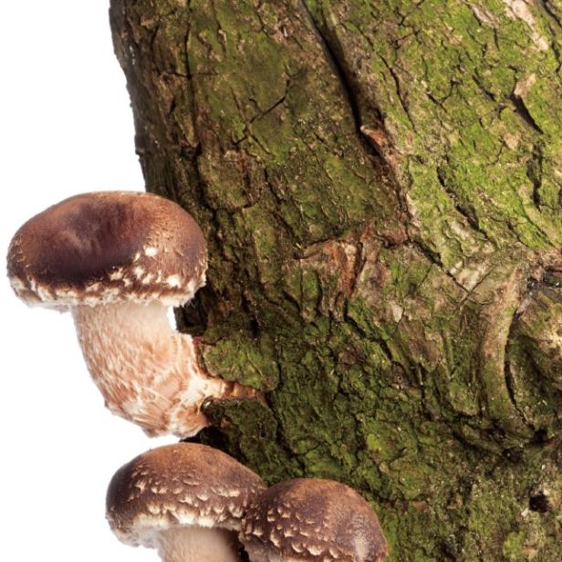 Vier braune Pilze mit hellen Schuppen wachsen an einem moosbedeckten Baumstamm.