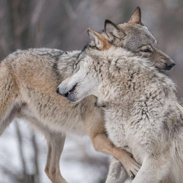 2 Wölfe spielen im Schnee