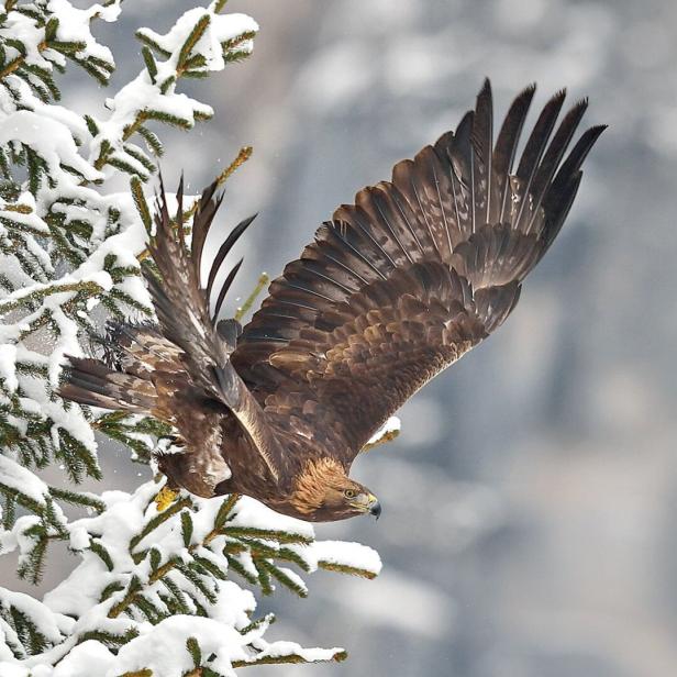 Vogelbeobachtung im Nationalpark Kalkalpen
