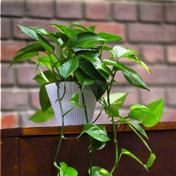 Eine Efeutute mit grünen Blättern steht in einem weißen Topf auf einem braunen Schrank.