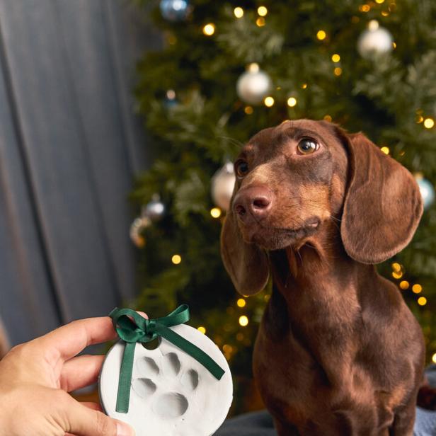 Ein brauner Dackel vor einem Christbaum mit einem Ornament mit seinem Pfotenabdruck