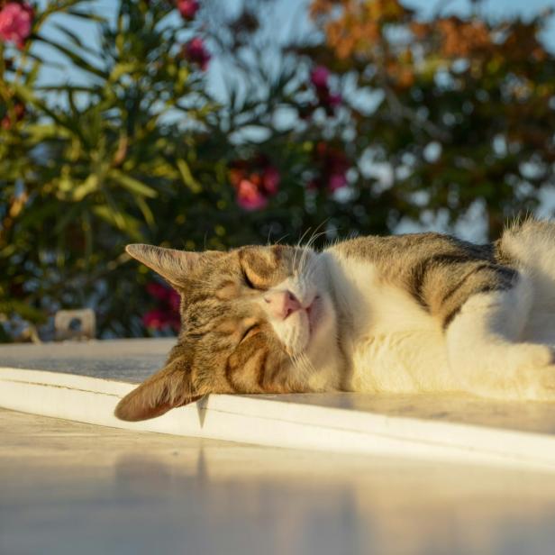 Katze in Griechenland sonnt sich.