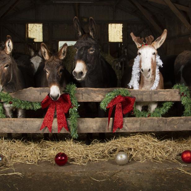 Christmas Donkeys.