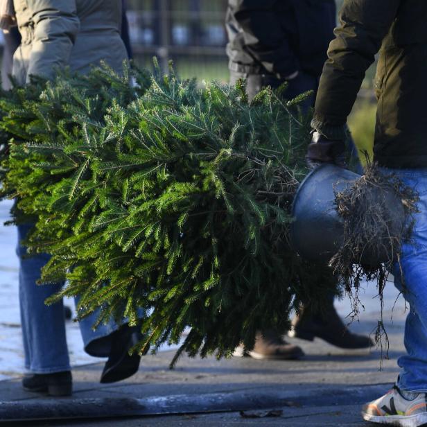 Rent a Christmas tree for a sustainable Christmas