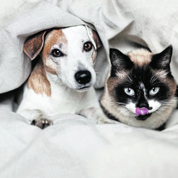 Ein Hund und eine Katzen kuscheln unter einer Bettdecke.