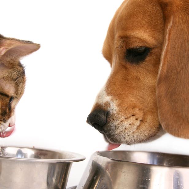Eine Katze und ein Hund schlecken ihren Futternapf aus.
