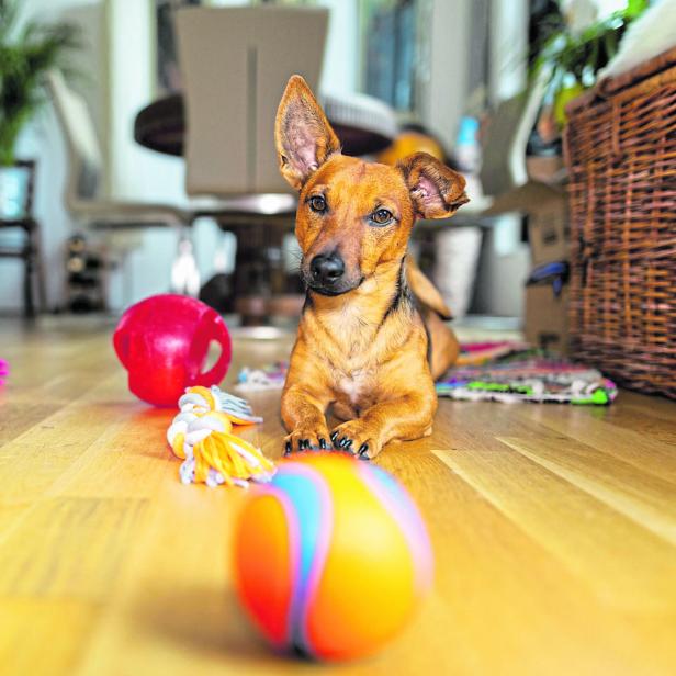 Ein Hund liegt aufmerksam zwischen Spielbällen.