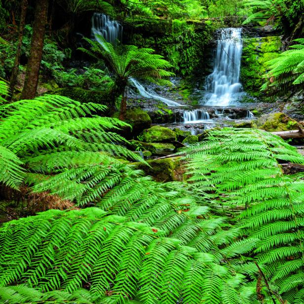 Die "Horseshoe Falls"-Wasserfälle im "Mt.-Field-Nationalpark" in Tasmanien