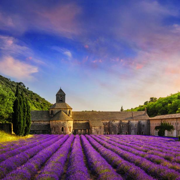 The Abbey of Senanque and the rows of lavender in bloom, panoramic view. Gordes, Vaucluse, Provence, France.
