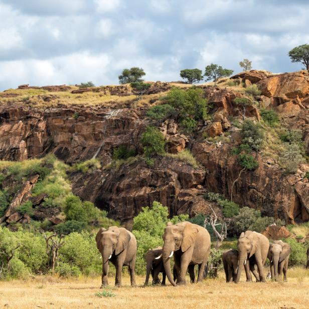 Elephant herd in Mashatu Game Reserve