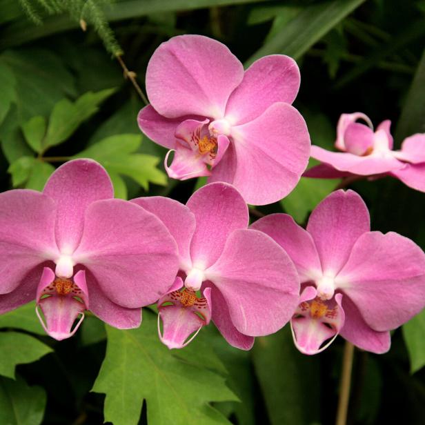Mehrere rosa Orchideenblüten vor grünem Blattwerk.