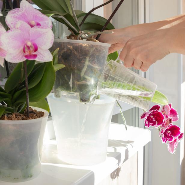 Eine Person tunkt Orchideen in durchsichtigen Töpfen auf einer Fensterbank mit einem Messbecher.